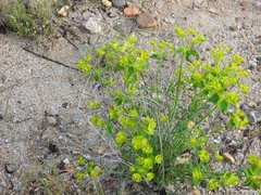 Euphorbia serrata