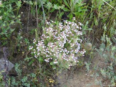 Thymus vulgaris