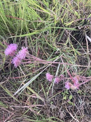Campuloclinium macrocephalum