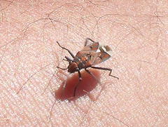 Haemobaphus concinnus