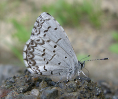 Celastrina asheri