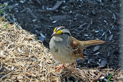 Zonotrichia albicollis