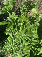 Magnoliopsida