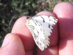 Belenois gidica abyssinica