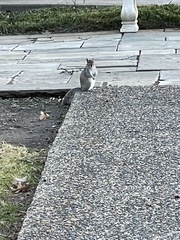 Sciurus carolinensis