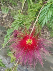 Calliandra tergemina