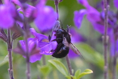 Xylocopa tabaniformis orpifex