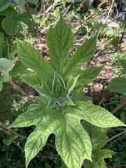 Hydrangea quercifolia