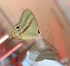 Euselasia cafusa