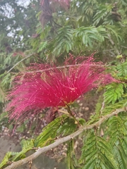 Calliandra tergemina
