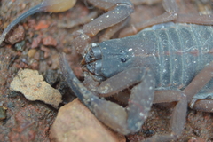 Centruroides flavopictus