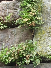 Asplenium ruta-muraria