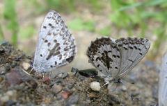 Celastrina asheri