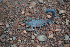 Centruroides flavopictus