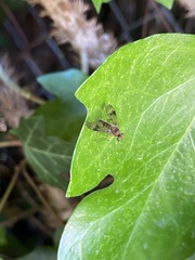 Chrysopilus nubecula