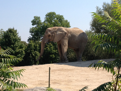 Elephantidae