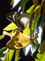 Papilio dardanus cenea