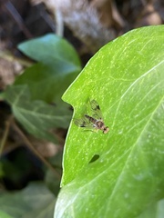 Chrysopilus nubecula