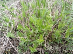 Veronica austriaca