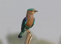 Coracias benghalensis