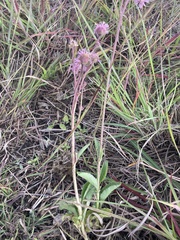 Campuloclinium macrocephalum