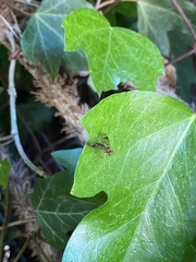 Chrysopilus nubecula