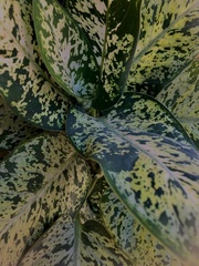 Caladium bicolor