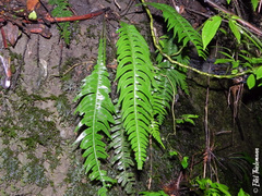 Blechnum mochaenum
