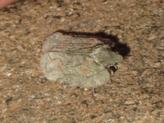 Flataloides scabrosus