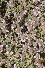 Thymus hyemalis