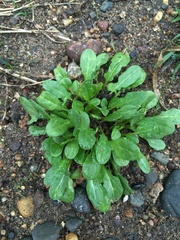 Thlaspi arvense