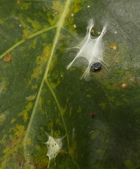 Fritzia muelleri