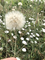 Scorzonera laciniata