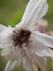 Microbotryum lychnidis-dioicae