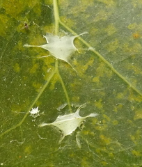 Fritzia muelleri