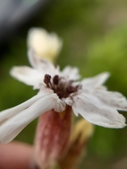 Microbotryum lychnidis-dioicae