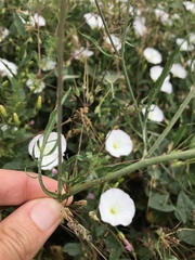 Scorzonera laciniata