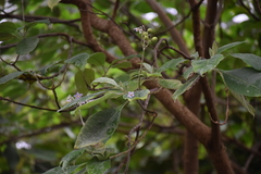 Solanum riparium
