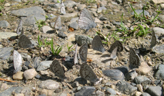 Celastrina asheri