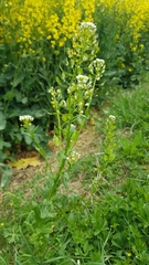 Thlaspi arvense