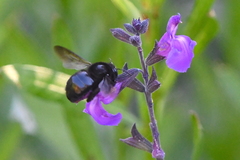 Xylocopa tabaniformis orpifex