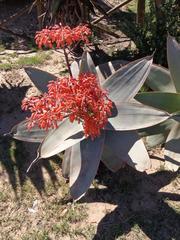 Aloe striata
