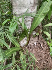 Philodendron crassinervium