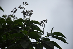 Solanum riparium