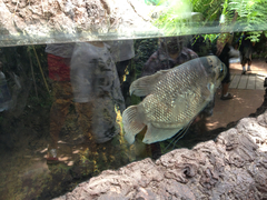 Osphronemus goramy