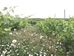 Scorzonera laciniata