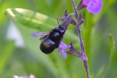 Xylocopa tabaniformis orpifex