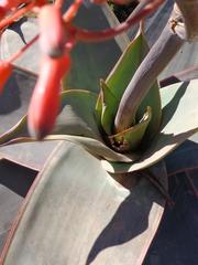 Aloe striata