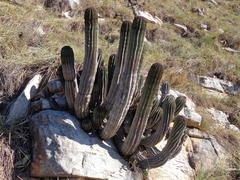 Euphorbia polygona