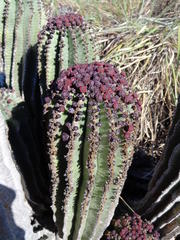 Euphorbia polygona